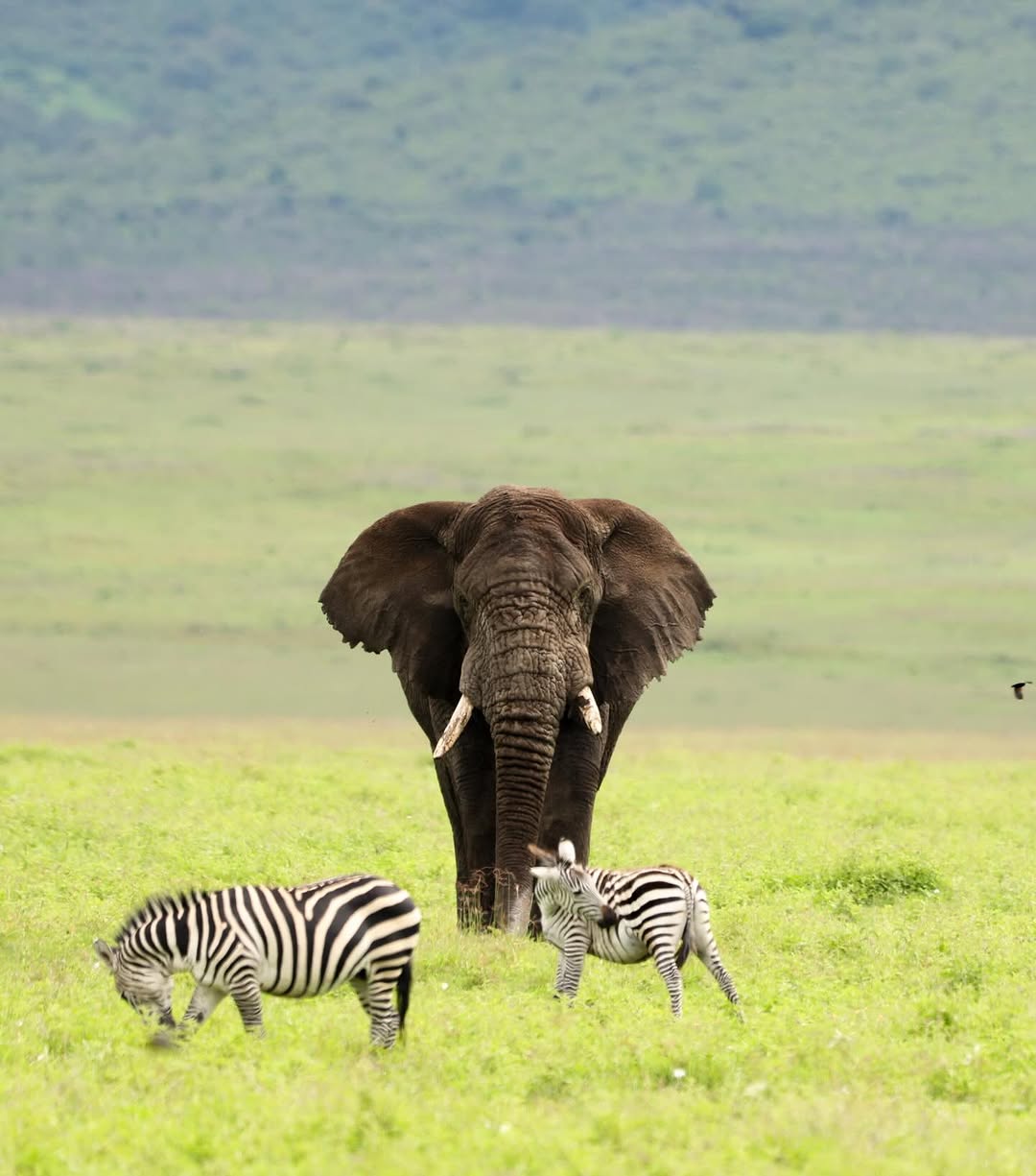 Ngorongoro Crater